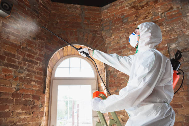 Why You Should Choose Our Mold Remediation Services in Beverly, NJ